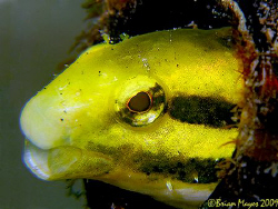 Shorthead Fangblenny (Petroscirtes breviceps) sticking it... by Brian Mayes 